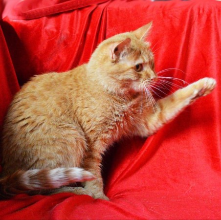 Чудесная красавица Рыжуля ищет дом. В дар! , Рыжий, Котельники, Кошка в хорошие руки