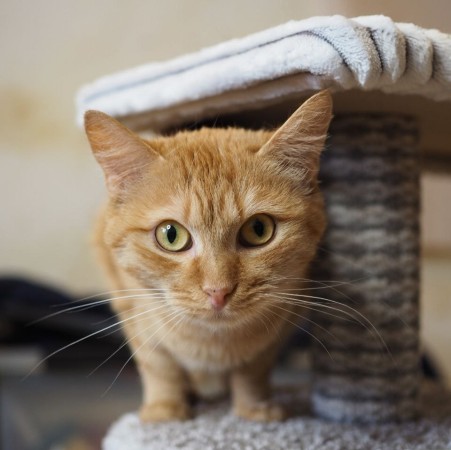 Чудесная красавица Рыжуля ищет дом. В дар! , Рыжий, Котельники, Кошка в хорошие руки