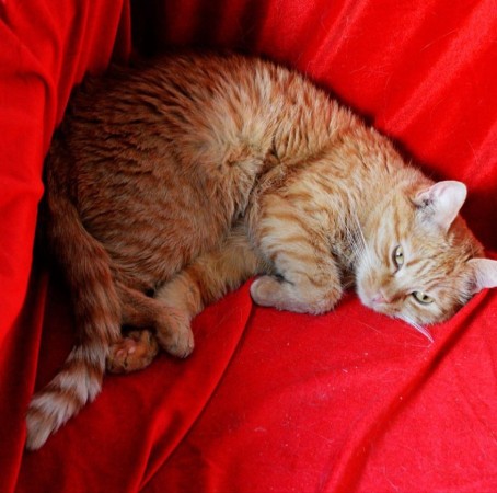 Чудесная красавица Рыжуля ищет дом. В дар! , Рыжий, Котельники, Кошка в хорошие руки