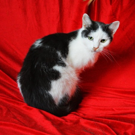 Чудесный котик Матвей, Матюша, ищет дом. В дар! , Серый с белым, Котельники, Кот в добрые руки