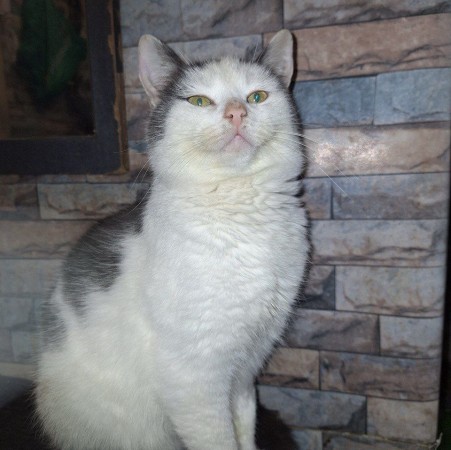 Чудесный котик Матвей, Матюша, ищет дом. В дар! , Серый с белым, Котельники, Кот в добрые руки