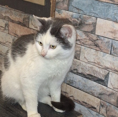 Чудесный котик Матвей, Матюша, ищет дом. В дар! , Серый с белым, Котельники, Кот в добрые руки