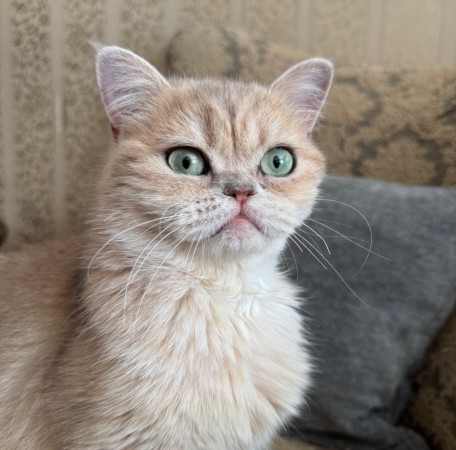 Котик Шаня породы британская шиншилла в добрые руки , Золотой, Сокольники, Кот в добрые руки