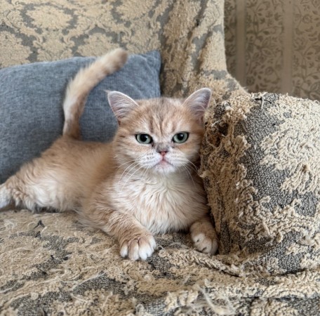 Котик Шаня породы британская шиншилла в добрые руки , Золотой, Сокольники, Кот в добрые руки