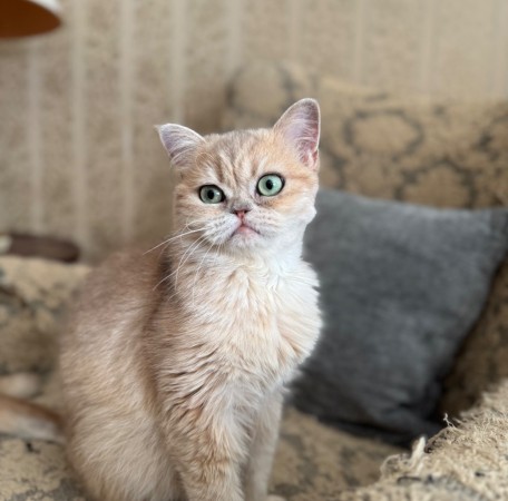 Котик Шаня породы британская шиншилла в добрые руки , Золотой, Сокольники, Кот в добрые руки