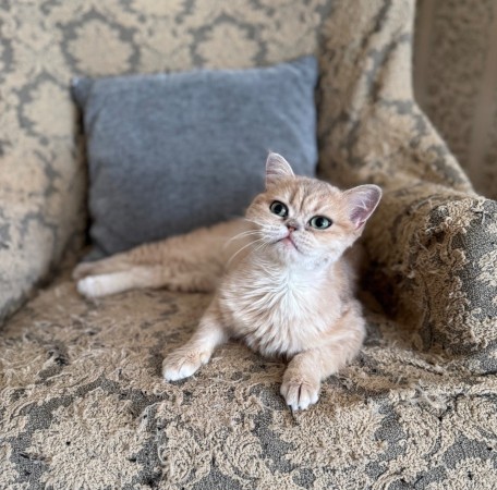 Котик Шаня породы британская шиншилла в добрые руки , Золотой, Сокольники, Кот в добрые руки