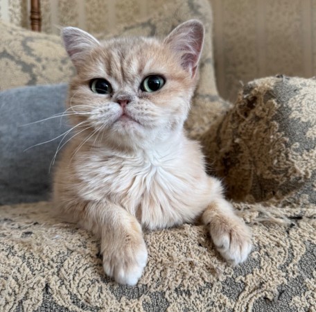 Котик Шаня породы британская шиншилла в добрые руки , Золотой, Сокольники, Кот в добрые руки