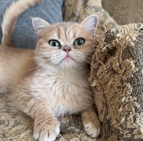 Котик Шаня породы британская шиншилла в добрые руки , Золотой, Сокольники, Кот в добрые руки