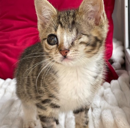 Котята мальчики в добрые руки, котенок 3 месяца