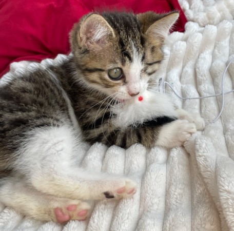 Котята мальчики в добрые руки, котенок 3 месяца
