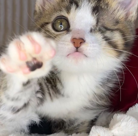Котята мальчики в добрые руки, котенок 3 месяца