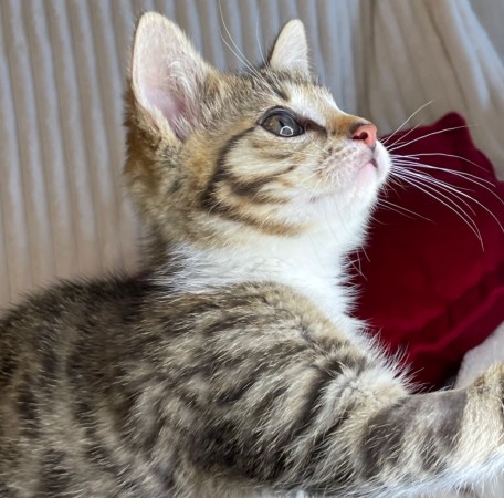 Котята мальчики в добрые руки, котенок 3 месяца