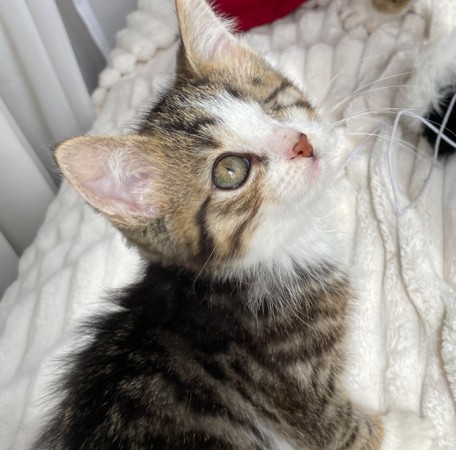 Котята мальчики в добрые руки, котенок 3 месяца