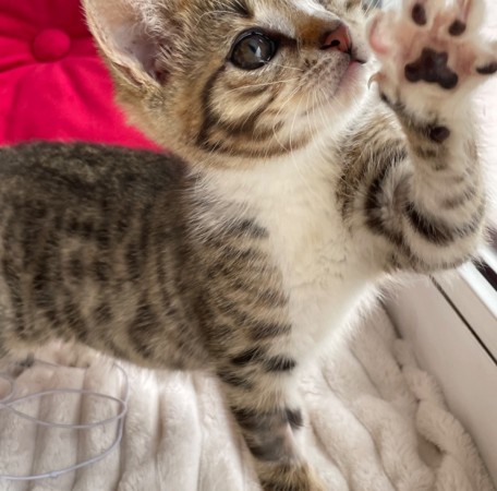 Котята мальчики в добрые руки, котенок 3 месяца