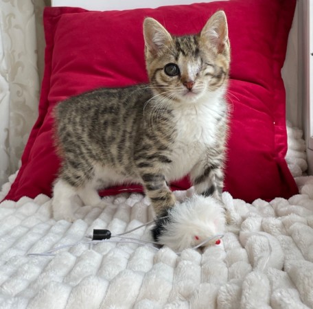 Котята мальчики в добрые руки, котенок 3 месяца