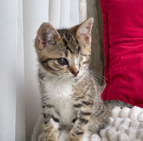 Котята мальчики в добрые руки, котенок 3 месяца