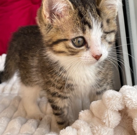 Котята мальчики в добрые руки, котенок 3 месяца