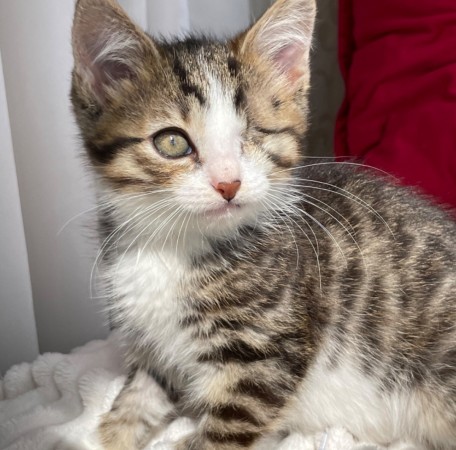 Котята мальчики в добрые руки, котенок 3 месяца