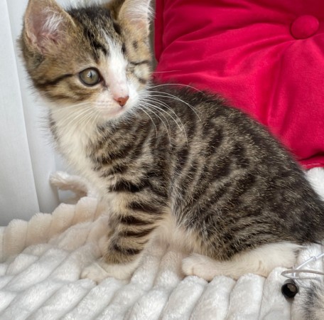 Котята мальчики в добрые руки, котенок 3 месяца