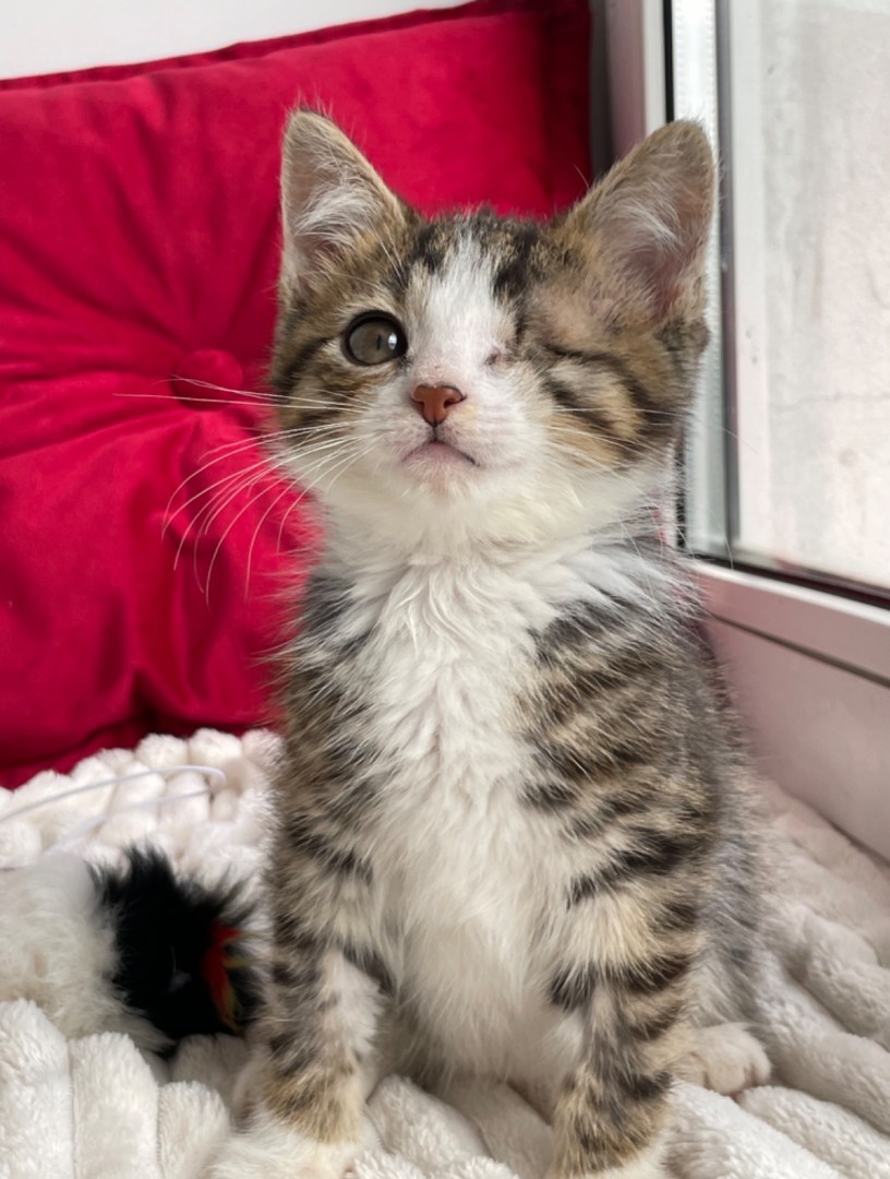 Котята мальчики в добрые руки, котенок 3 месяца