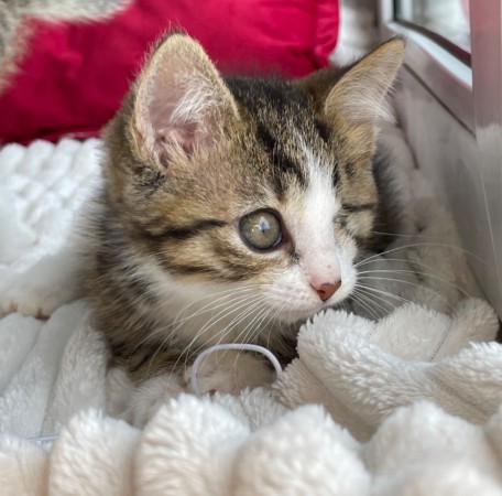 Котята мальчики в добрые руки, котенок 3 месяца