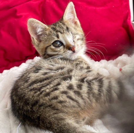 Котята мальчики в добрые руки, котенок 3 месяца