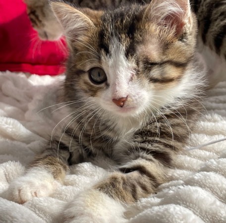 Котята мальчики в добрые руки, котенок 3 месяца