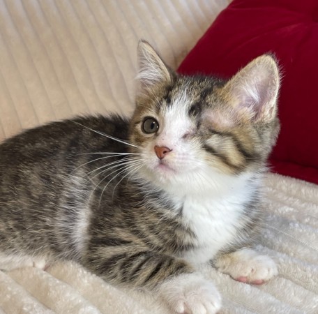 Котята мальчики в добрые руки, котенок 3 месяца