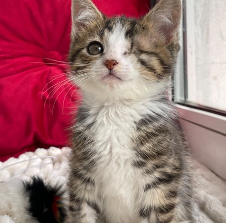 Котята мальчики в добрые руки, котенок 3 месяца