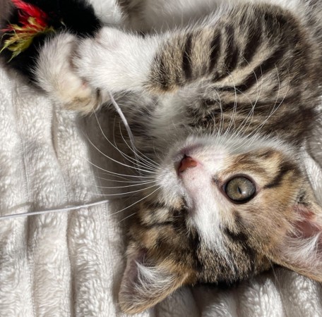 Котята мальчики в добрые руки, котенок 3 месяца