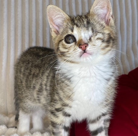Котята мальчики в добрые руки, котенок 3 месяца