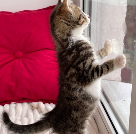 Котята мальчики в добрые руки, котенок 3 месяца