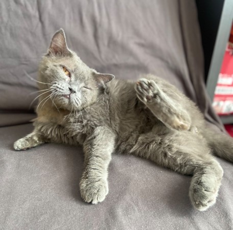 Британский кот Феликс ищет дом. В дар!, Серый, Кузьминки, Кот в добрые руки