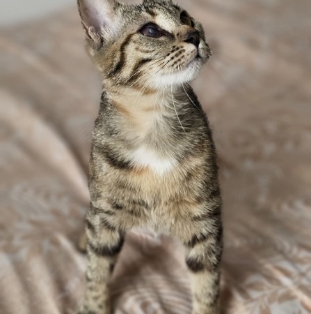 Котенок Пиратка ищет дом. В дар!, котенок 9 месяцев