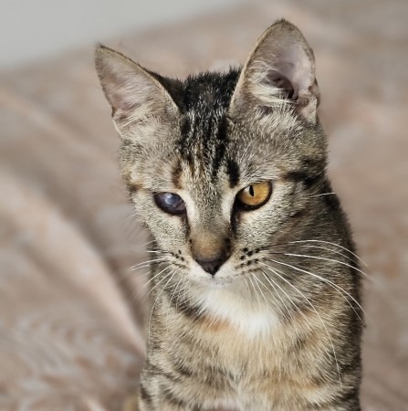 Котенок Пиратка ищет дом. В дар!, котенок 9 месяцев