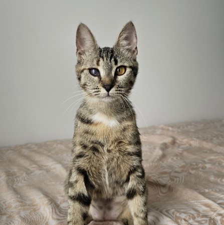 Котенок Пиратка ищет дом. В дар!, котенок 9 месяцев