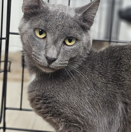 Котенок мальчик Серый ищет дом! В дар!, котенок 9 месяцев