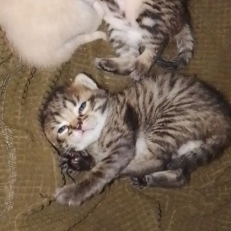 Котята ищут дом! В дар! Открываем бронь!, ﻿котенок 1 месяц