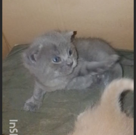 Котята ищут дом! В дар! Открываем бронь!, ﻿котенок 1 месяц