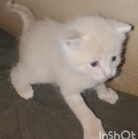 Котенок мальчик 1 месяц. Открыто бронирование, ﻿котенок 1 месяц