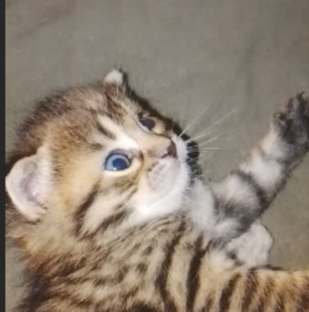 Котята ищут дом! В дар! Открываем бронь!, ﻿котенок 1 месяц