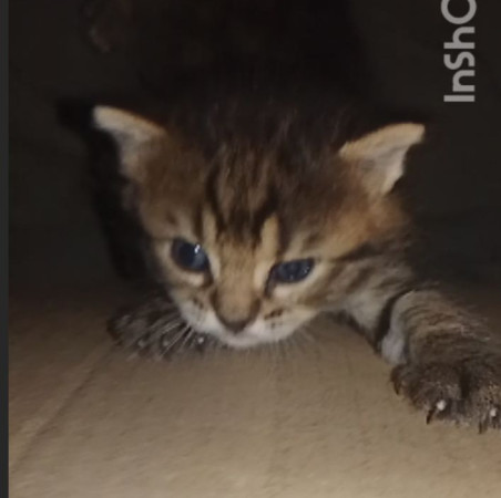 Котята ищут дом! В дар! Открываем бронь!, ﻿котенок 1 месяц