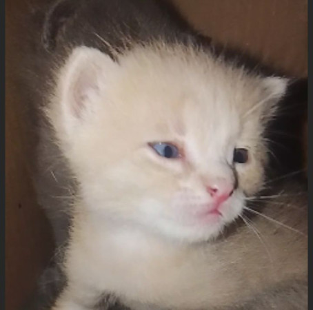 Котята ищут дом! В дар! Открываем бронь!, ﻿котенок 1 месяц