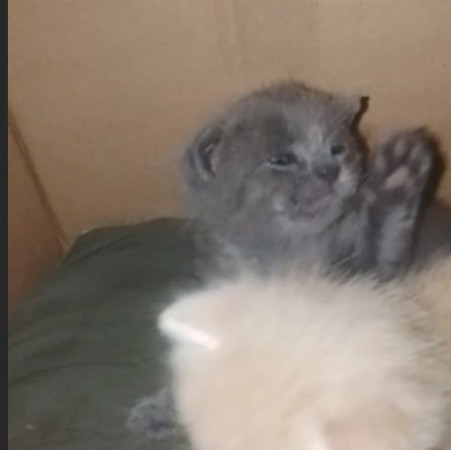 Котята ищут дом! В дар! Открываем бронь!, ﻿котенок 1 месяц