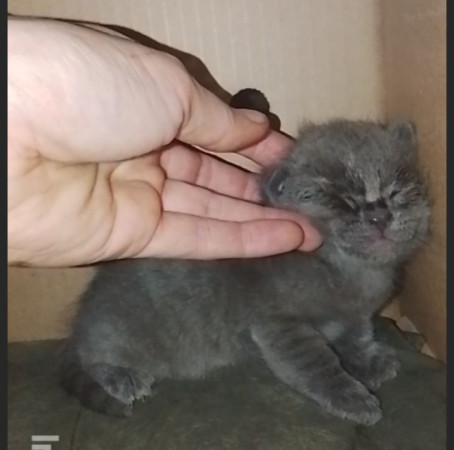 Котята ищут дом! В дар! Открываем бронь!, ﻿котенок 1 месяц