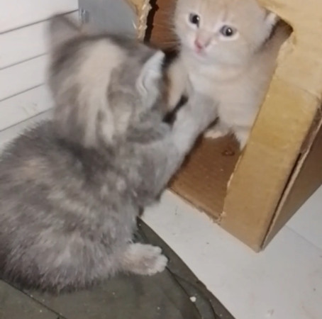 Котенок мальчик 1 месяц. Открыто бронирование, ﻿котенок 1 месяц