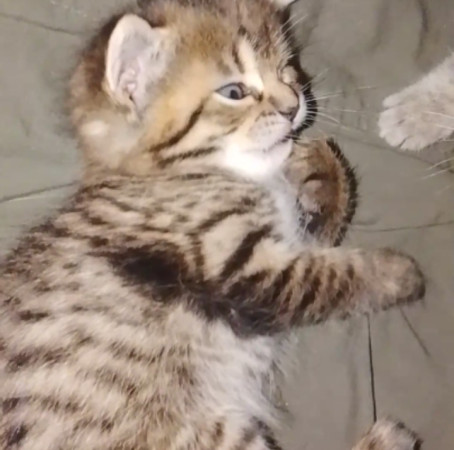 Котята ищут дом! В дар! Открываем бронь!, ﻿котенок 1 месяц