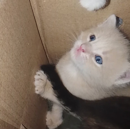 Котенок мальчик 1 месяц. Открыто бронирование, ﻿котенок 1 месяц