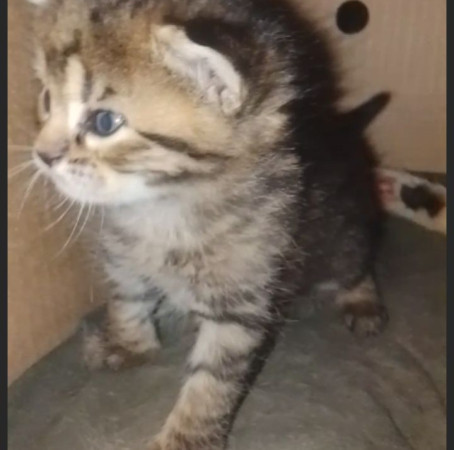 Котята ищут дом! В дар! Открываем бронь!, ﻿котенок 1 месяц