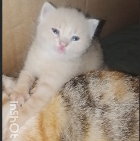 Котенок мальчик 1 месяц. Открыто бронирование, ﻿котенок 1 месяц